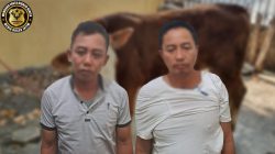 Dua Tersangka Penadah Sapi Curian Ditangkap, Enam Ekor Sapi Milik Warga Diamankan