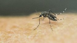 Catat, Ini 6 Daftar Obat Malaria