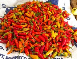 1631718288_Cayenne Pepper_WhatsApp Image 2021-03-23 at 16.44.26 (1)