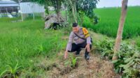 Sindang