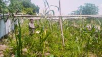 Sukra