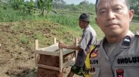 Sindang (2)