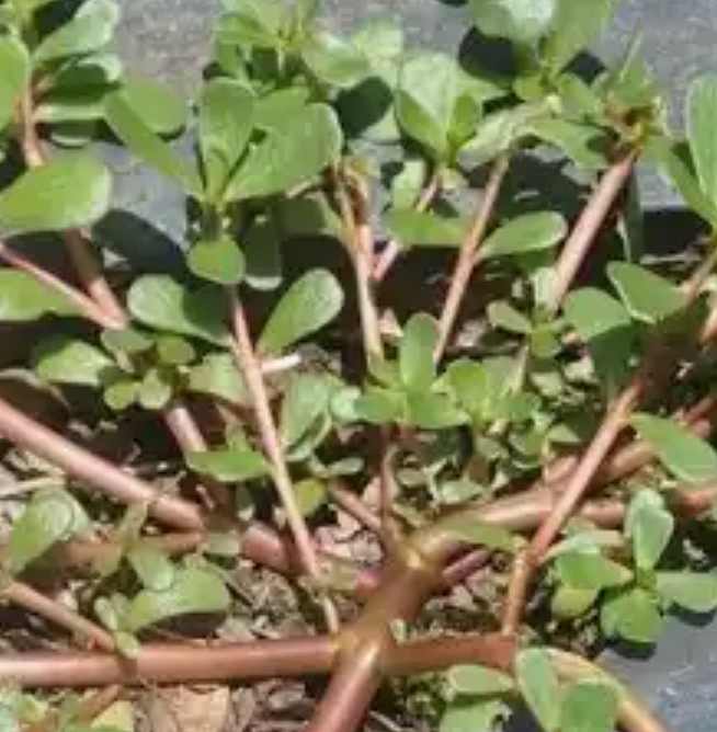 Screenshot_2025-01-29-16-20-54-297_com.android.chrome-edit