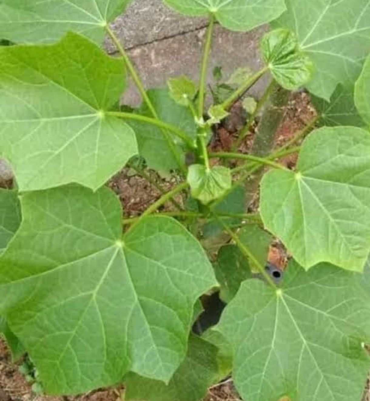 Screenshot_2025-01-29-17-44-50-457_com.android.chrome-edit